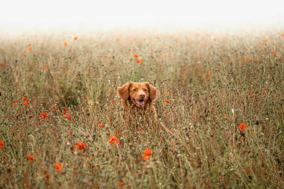 Author with hunting dog beside a river at dawn