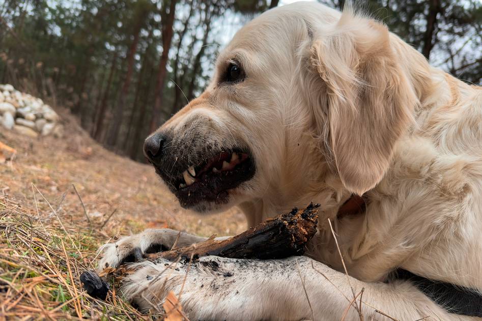 Hunting dog eating premium kibble in a forest clearing